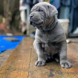 Photo №1. cane corso - à vendre en ville de Брайт | 473€ | Annonce №89896