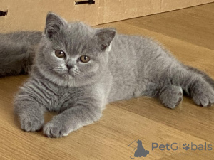 Photo №3. Chaton féminin British Blue Shorthair. Belgique