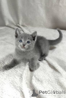 Photo №1. bleu russe - à vendre en ville de Zouch | négocié | Annonce № 173592