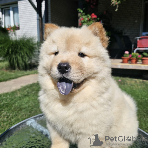 Photo №3. Mâles Chow Chow. Serbie