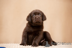 Photo №4. Je vais vendre labrador retriever en ville de Lioubertsy. éleveur - prix - 1078€