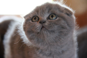 Photo №2 de l'annonce № 2776 de la vente scottish fold - acheter à Fédération de Russie de la fourrière