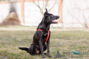 Photos supplémentaires: Le gentil et joyeux chien Stitch cherche de toute urgence un foyer.