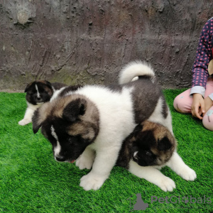 Photo №1. akita (chien) - à vendre en ville de Невада | 394€ | Annonce №30134