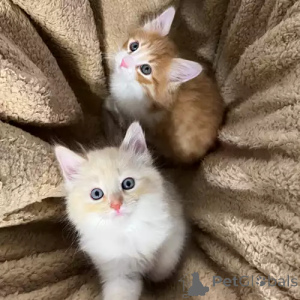 Photo №2 de l'annonce № 167271 de la vente sibérien - acheter à Allemagne annonce privée