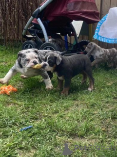 Photo №1. bulldog anglais - à vendre en ville de Sigulda | négocié | Annonce №160010