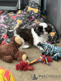 Photo №1. shih tzu - à vendre en ville de Wuppertal | 300€ | Annonce №103518