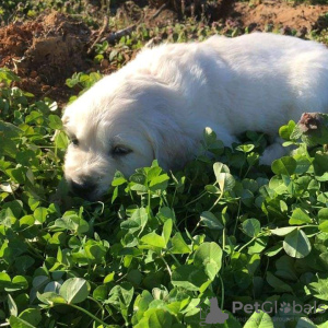 Photo №3. chiots golden retriever à vendre. Irlande