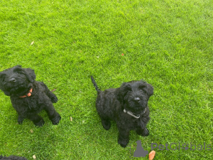 Photo №2 de l'annonce № 173102 de la vente schnauzer géant - acheter à La Grande-Bretagne annonce privée, éleveur