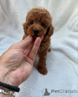 Photo №2 de l'annonce № 147259 de la vente caniche royale - acheter à Australie éleveur