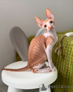 Photo №1. cornish rex - à vendre en ville de Munich | négocié | Annonce № 164280