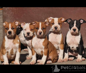 Photos supplémentaires: American Staffordshire Terrier