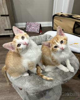 Photo №3. Chat domestique. Allemagne