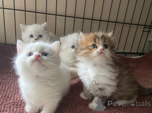 Photo №1. munchkin à poil ras - à vendre en ville de Taufkirchen | 450€ | Annonce № 166308