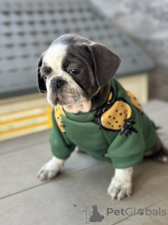 Photo №2 de l'annonce № 155043 de la vente puggle - acheter à Serbie 