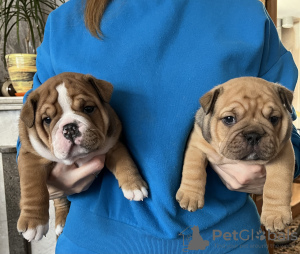 Photos supplémentaires: Chiots bouledogue anglais à vendre