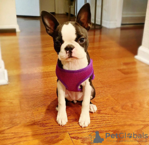 Photo №3. De magnifiques chiots Boston Terrier disponibles maintenant pour des foyers. USA