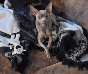 Photo №1.  - à vendre en ville de Berlin | 500€ | Annonce №147157