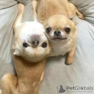 Photo №2 de l'annonce № 132464 de la vente chihuahua - acheter à Belgique éleveur