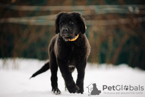 Photo №2 de l'annonce № 37072 de la vente buryat wolfhound mongol - acheter à Fédération de Russie de la fourrière, éleveur