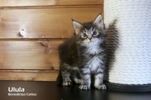 Photo №2 de l'annonce № 6139 de la vente maine coon - acheter à Biélorussie de la fourrière