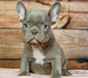 Photo №1. bouledogue - à vendre en ville de Stockholm | négocié | Annonce №113181