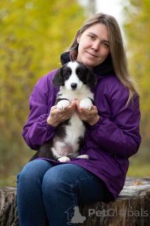 Photo №4. Je vais vendre welsh corgi en ville de Saint-Pétersbourg. de la fourrière - prix - 485€