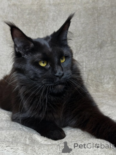 Photo №3. Rencontrez Orion audacieux, majestueux et plein de cœur. Un petit roi qui aime. Pays Bas