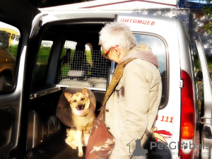 Photo №2. Services de livraison et de transportation des chats et des chiens en Biélorussie. Price - négocié. Annonce № 9412