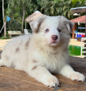 Photo №2 de l'annonce № 166820 de la vente border collie - acheter à Allemagne éleveur
