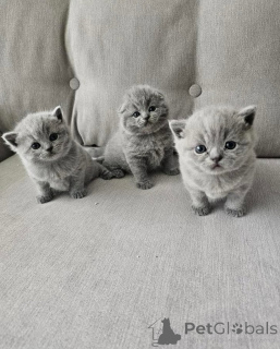 Photo №3. Adorables chatons British shorthair disponibles à la vente, contactez WhatsApp. Allemagne