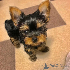 Photo №1.  - à vendre en ville de Indiana | négocié | Annonce №161738