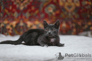 Photo №3. Le chaton fumé Funtik cherche un foyer !. Biélorussie