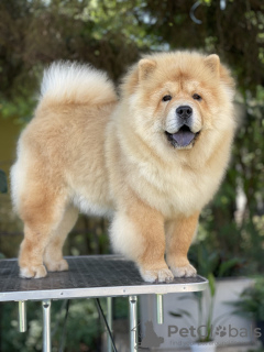 Photo №2 de l'annonce № 117441 de la vente chow-chow - acheter à Serbie éleveur