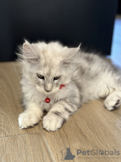 Photo №1. maine coon - à vendre en ville de Monaco | 2800€ | Annonce № 114987