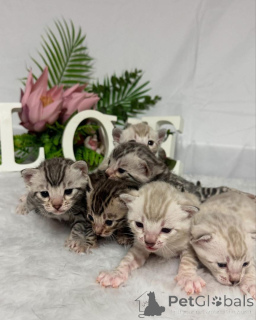 Photo №1. bengal - à vendre en ville de Baden | 750€ | Annonce № 152766