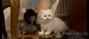 Photo №1. munchkin - à vendre en ville de Bonn | 350€ | Annonce № 154212