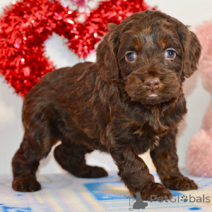 Photo №1.  - à vendre en ville de Berlin | négocié | Annonce №134929