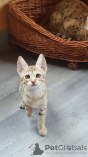 Photos supplémentaires: Beaux chatons Savannah avec pedigree à vendre