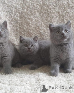 Photo №1. british shorthair - à vendre en ville de Ramstein-Miesenbach | 560€ | Annonce № 166064