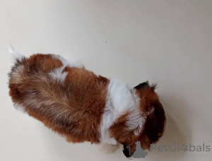 Photo №3. Wunderschöne Shih-Tzu-Welpen suchen ein liebevolles neues Zuhause. Allemagne