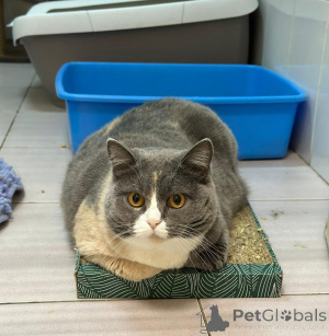 Photo №3. Fenya, une chatte écossaise de race mixte, attend des propriétaires attentionnés. Fédération de Russie