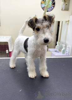 Photo №1. chien bâtard - à vendre en ville de Chicago | 531€ | Annonce №152370