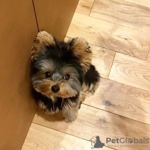 Photo №1. yorkshire terrier - à vendre en ville de Stockholm | négocié | Annonce №77483