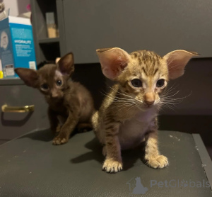 Photo №1. oriental shorthair - à vendre en ville de Bondorf | 350€ | Annonce № 178172