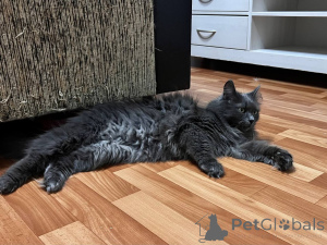 Photo №2 de l'annonce № 157487 de la vente  - acheter à Biélorussie annonce privée