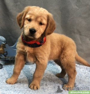 Photo №1. golden retriever - à vendre en ville de Budapest | 50€ | Annonce №141239