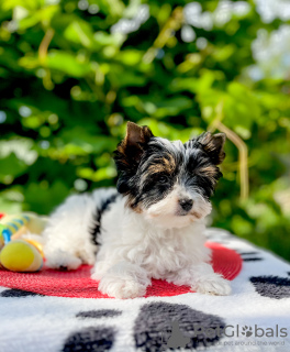 Photo №1. biewer yorkshire terrier - à vendre en ville de Bobruisk | négocié | Annonce №107223