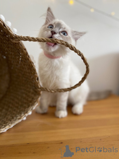 Photo №3. Luna élégance, amour et touche d'espièglerie. France