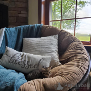 Photo №1. american shorthair - à vendre en ville de Baumur | 350€ | Annonce № 173513